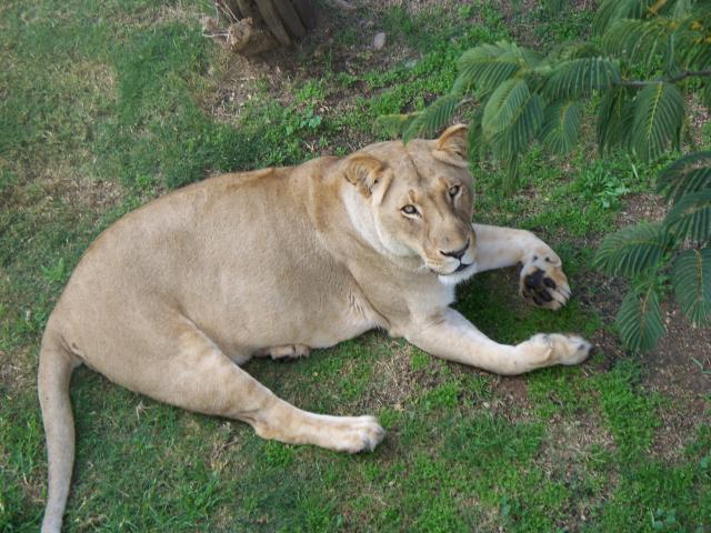 Majestic Lioness