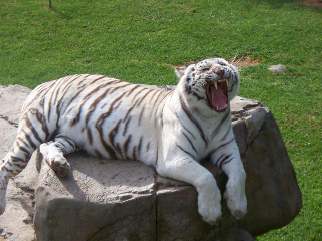Open Wide