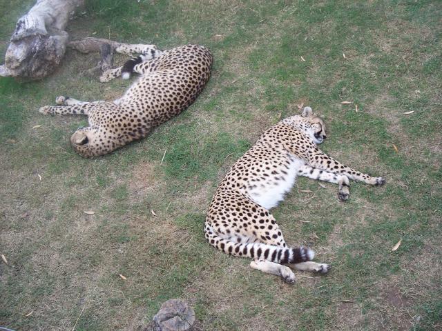 Nap Time