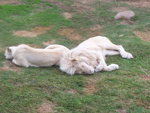 White Lions