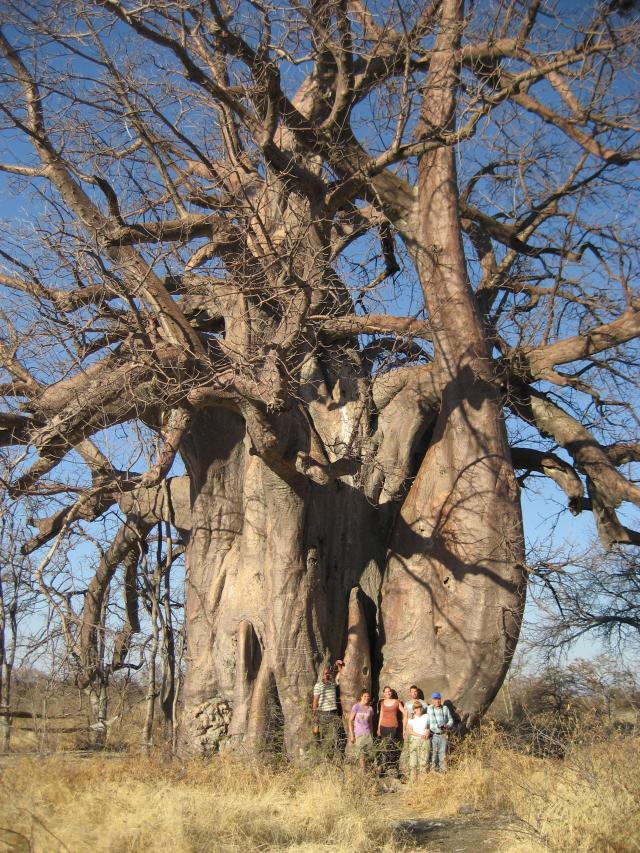 Baobab  
