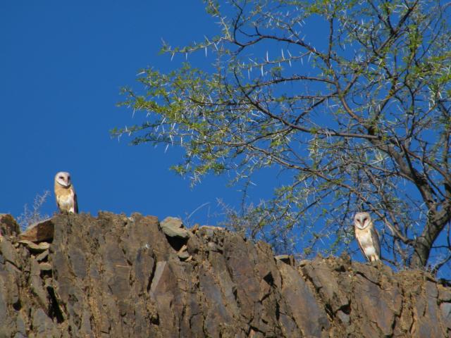 Beautiful Barn Owls spotted in the Karoo