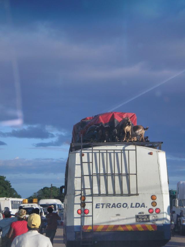 Animal transportation