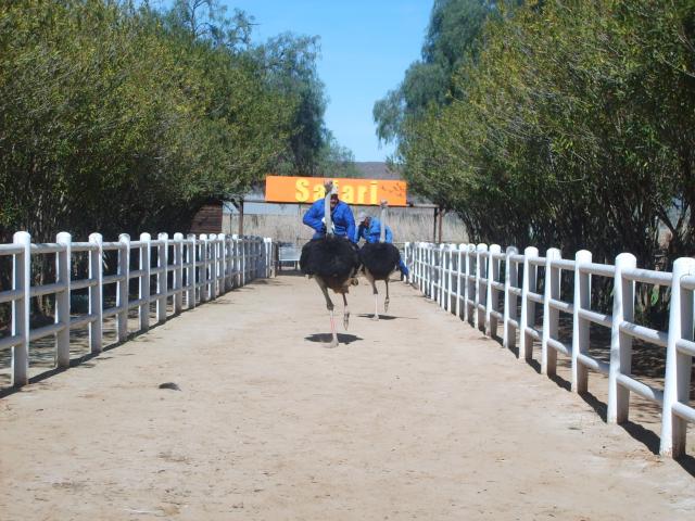 Another mode of Transport - Ostriches in Oudtshoorn