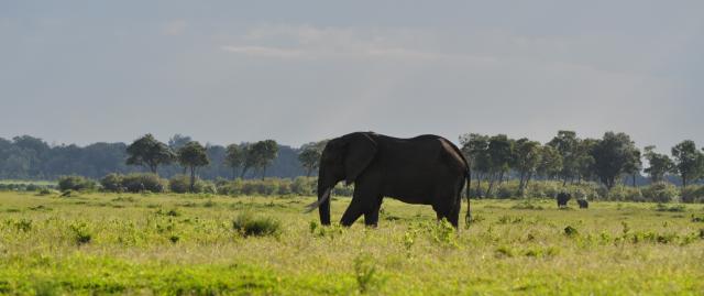 Masai Mara Elephant