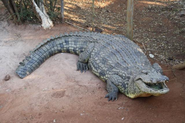 Croc