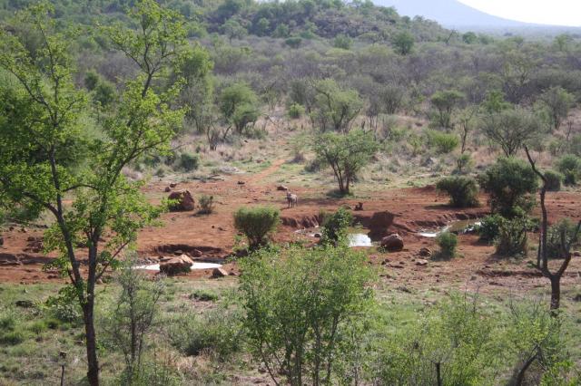 Warthog - Pumba