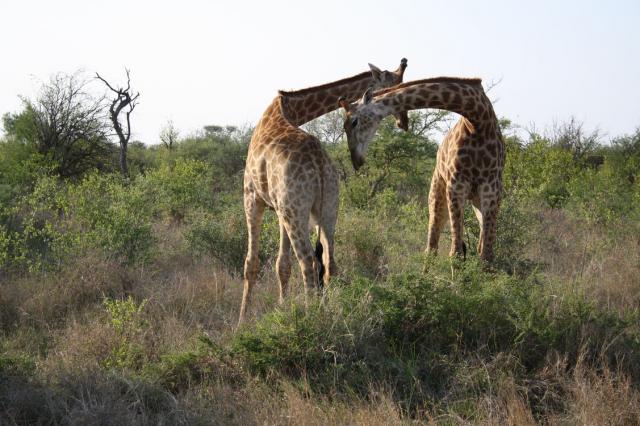 Giraffe Male fight in a loving way