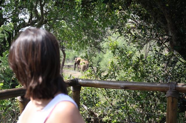 Elephant sighted while have lunch at Tuningi