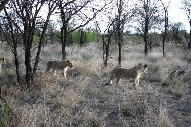 8 month old cubs