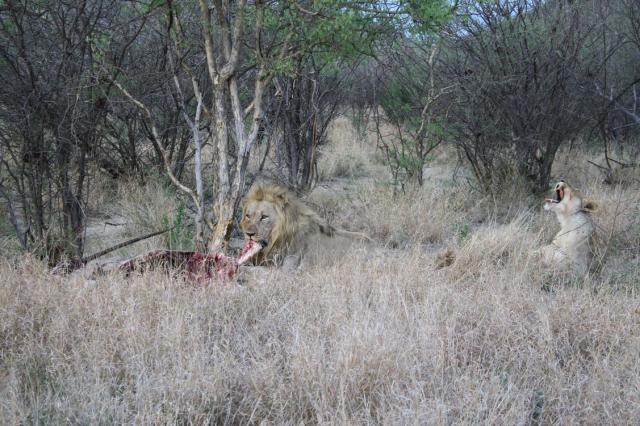 Hungry Lions