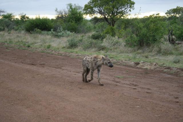 Hyena -  says - 