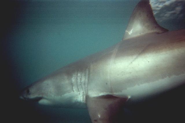 Great whites of Gans Baai