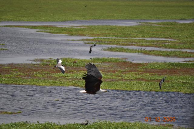 Fish Eagle