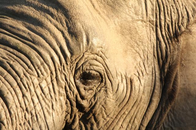 Eye of the Elephant