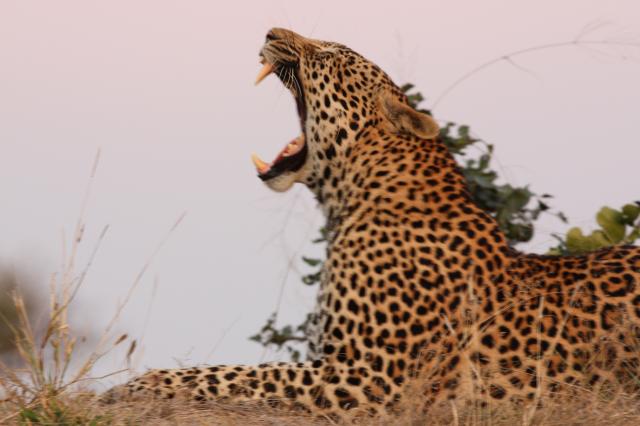 Relaxing Leopard