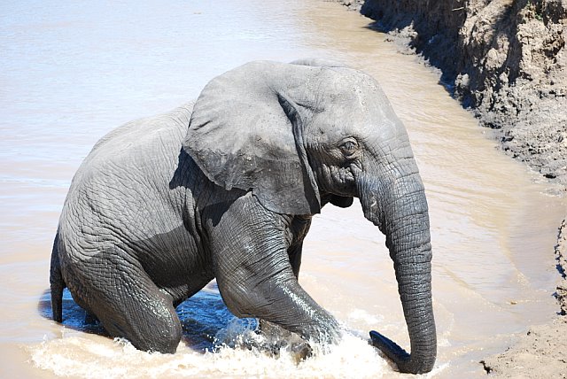 Elephant in South Luangwa, Zambia
