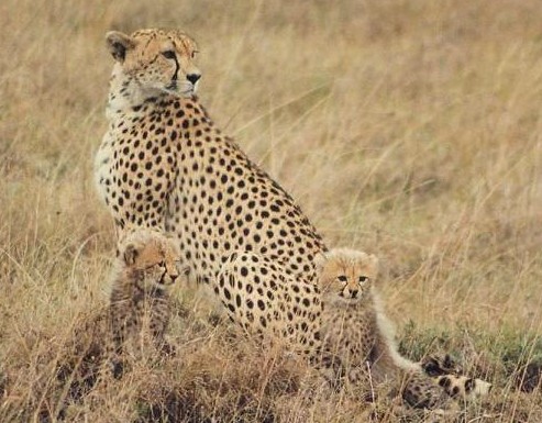 Mom and cubs