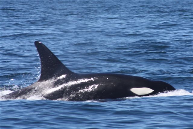 Killer Whales in Plettenberg BAy
