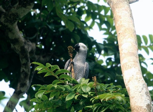 African Grey Parrot