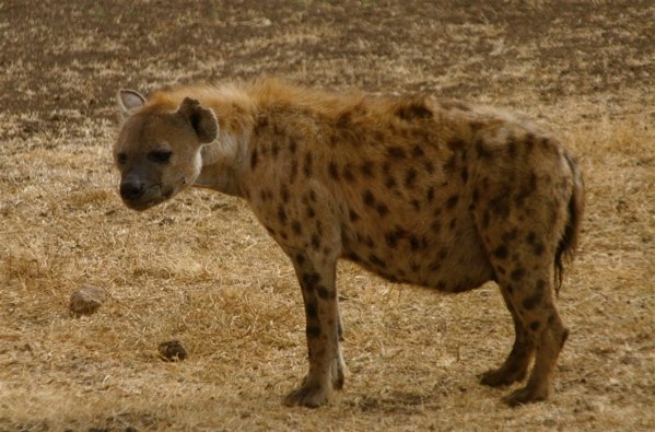 Spotted Hyena