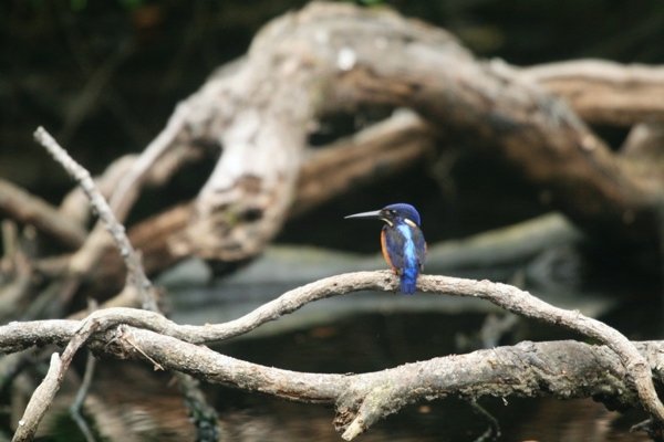 Shinning Blue Kingfisher
