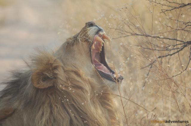 Yawn...
