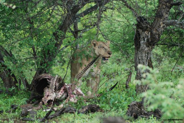 Lioness with cubs