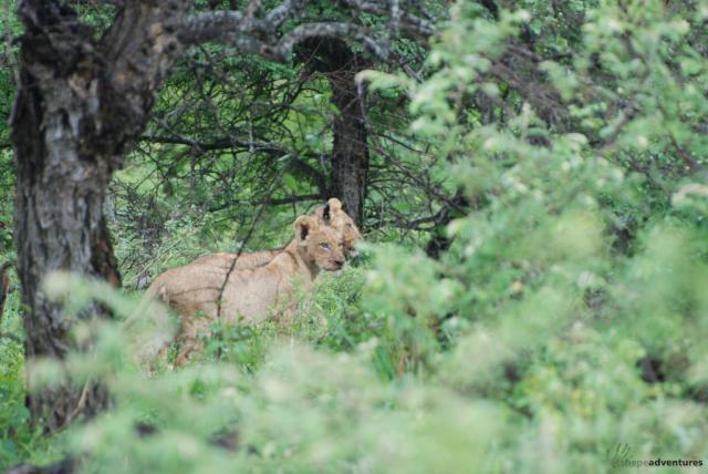 Lioness with cubs