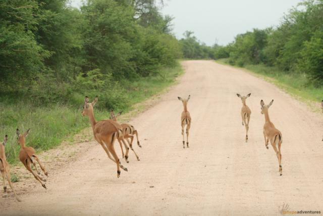 Scattering impala