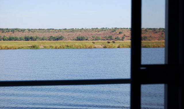 Elephants from our room
