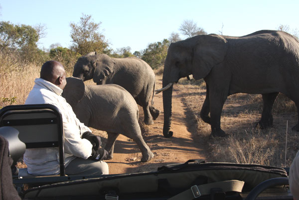 Elephant Crossing