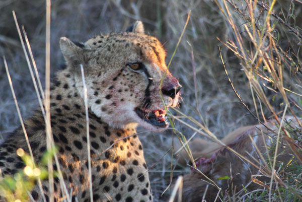 Cheetah in the Sabi Sands