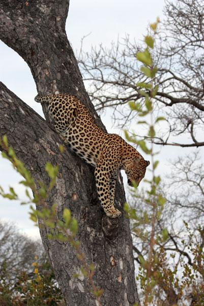 Leopard Country