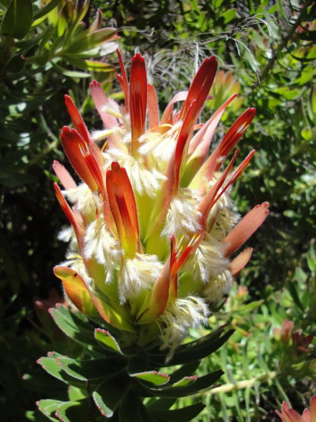 A Mimetes protea in full bloom