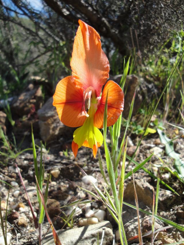 The showy ewwa trewwa orchid