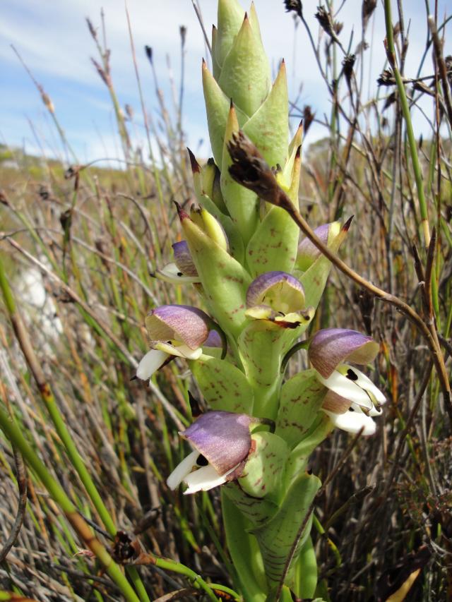 The Golden Orchid