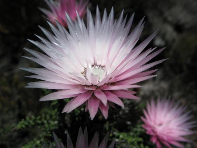 A beautiful paper daisy