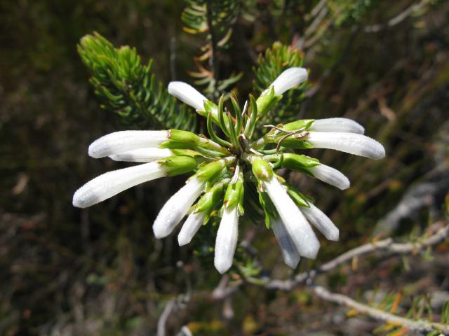 This erica is only found in the Kogelberg