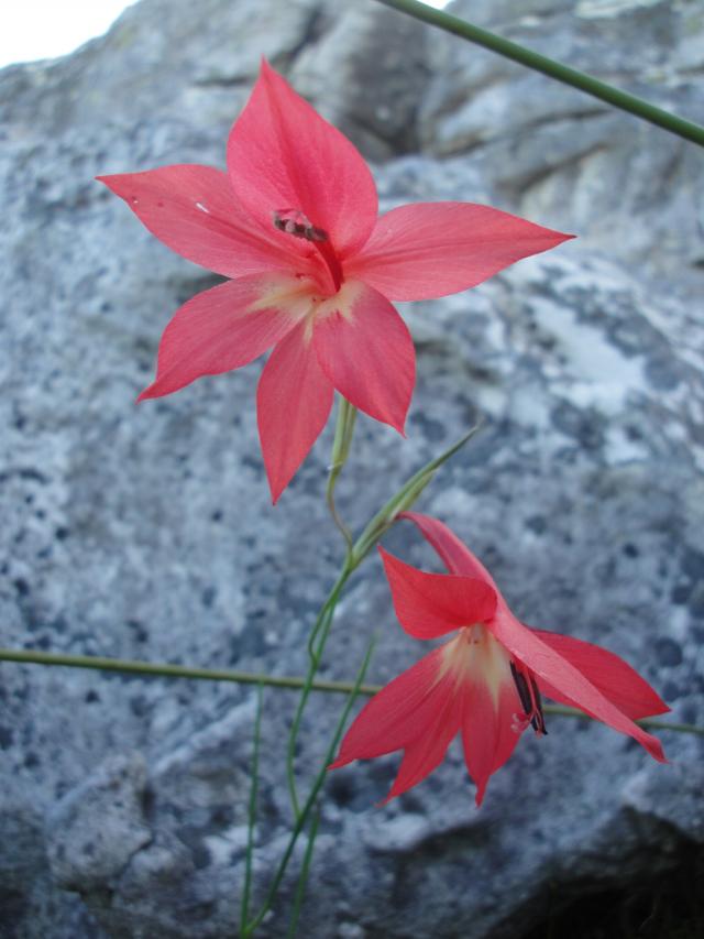 Small Red Afrikaaner
