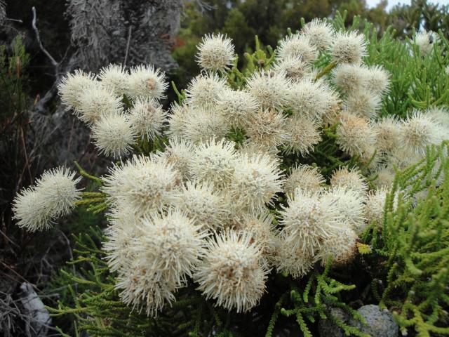 Button bush - near Hout Bay