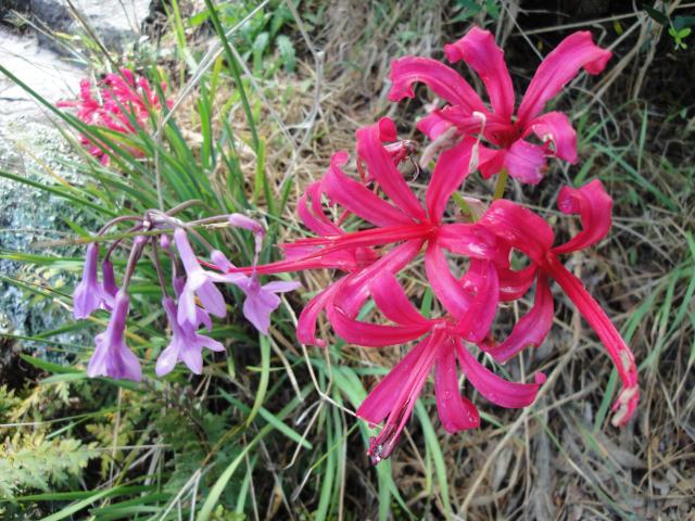Guernsey Lily - Table Mountain