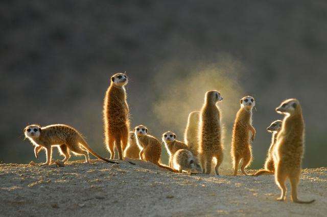 Meerkats in the Kalahari