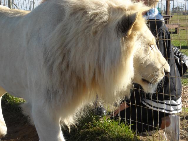 white lions and tigers. 2 young white lions,