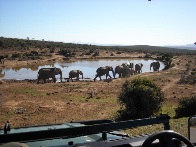 Elephants in Addo