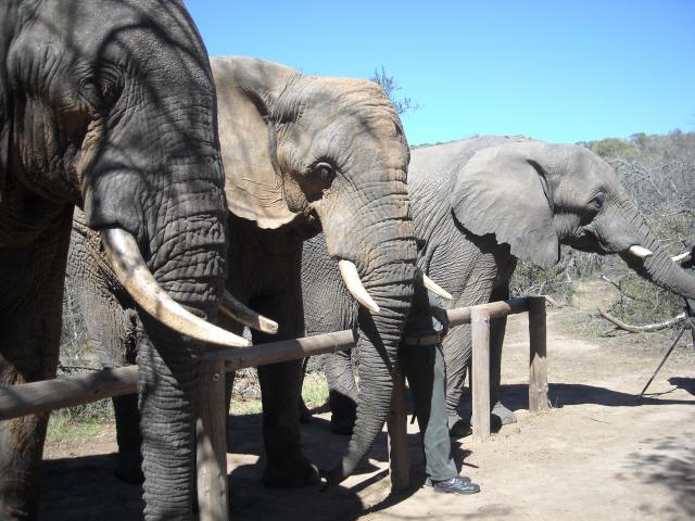 Ellies of Elephant Back Safaris