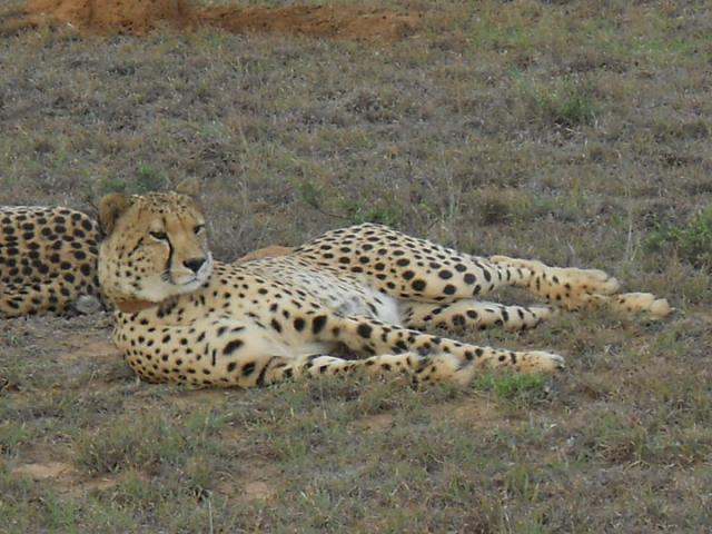 Young Male Cheetah