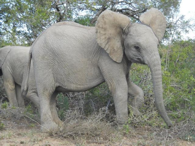 Baby Elephant