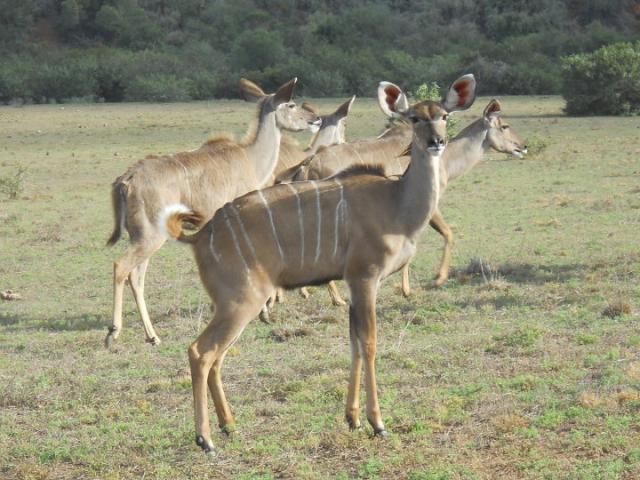 Kudu in the Sunlight