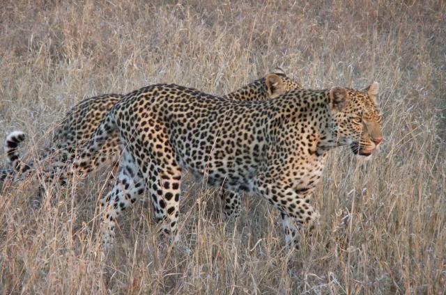 Cubs follow thier mother to dinner